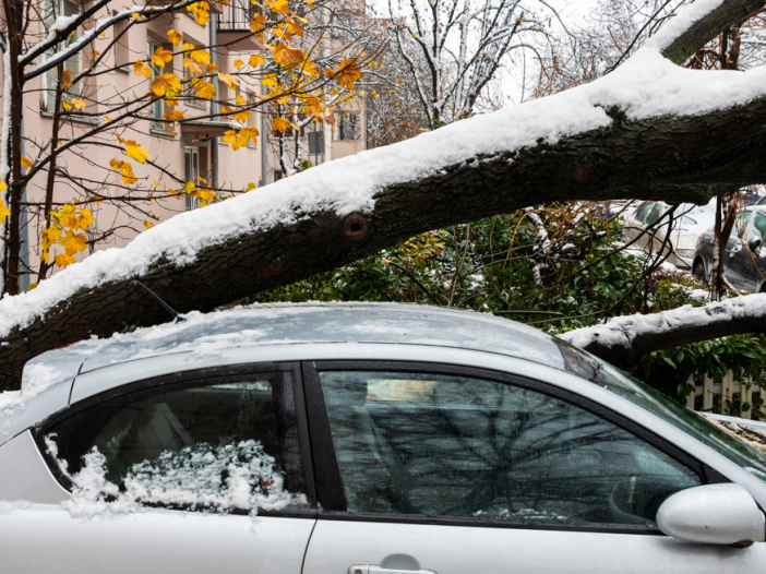 Tree on a car with snow